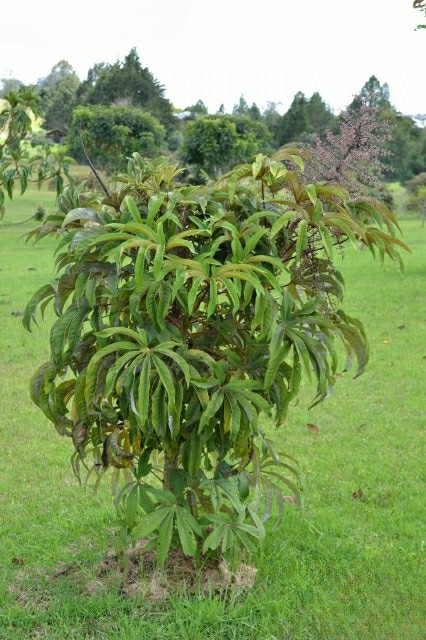 Mano de Oso, Pata de Gallina - Vista 4